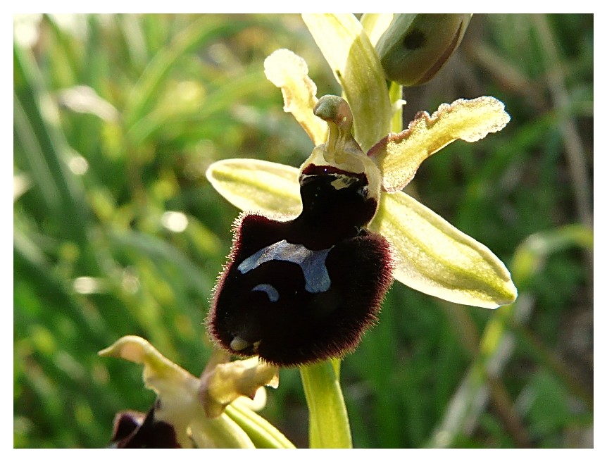 Ophrys bertoloniiformis x O. tenthredinifera
